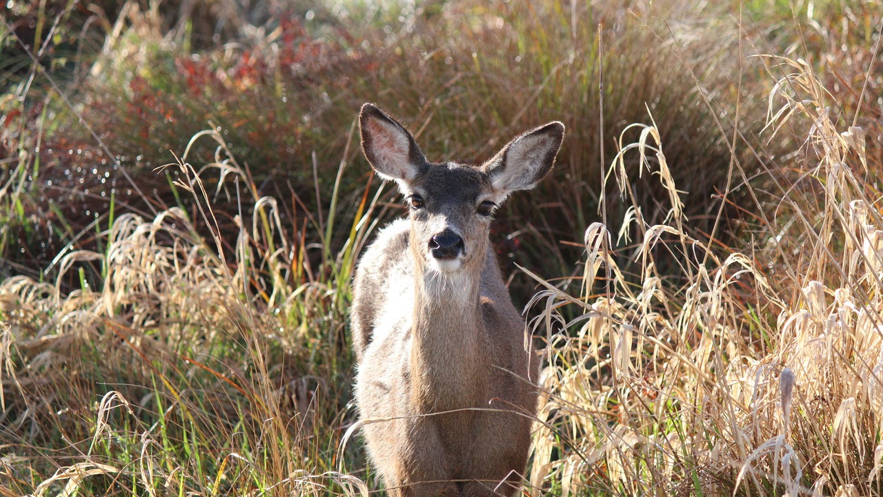 Photo of Others in Port Orford