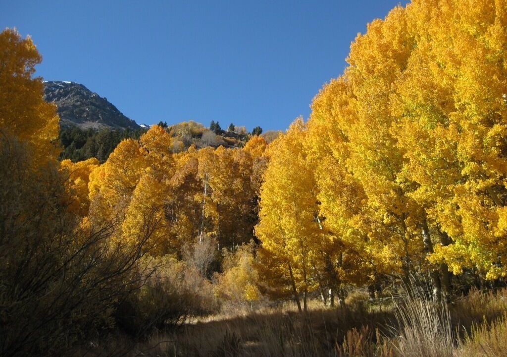 Photo of Others in June Lake