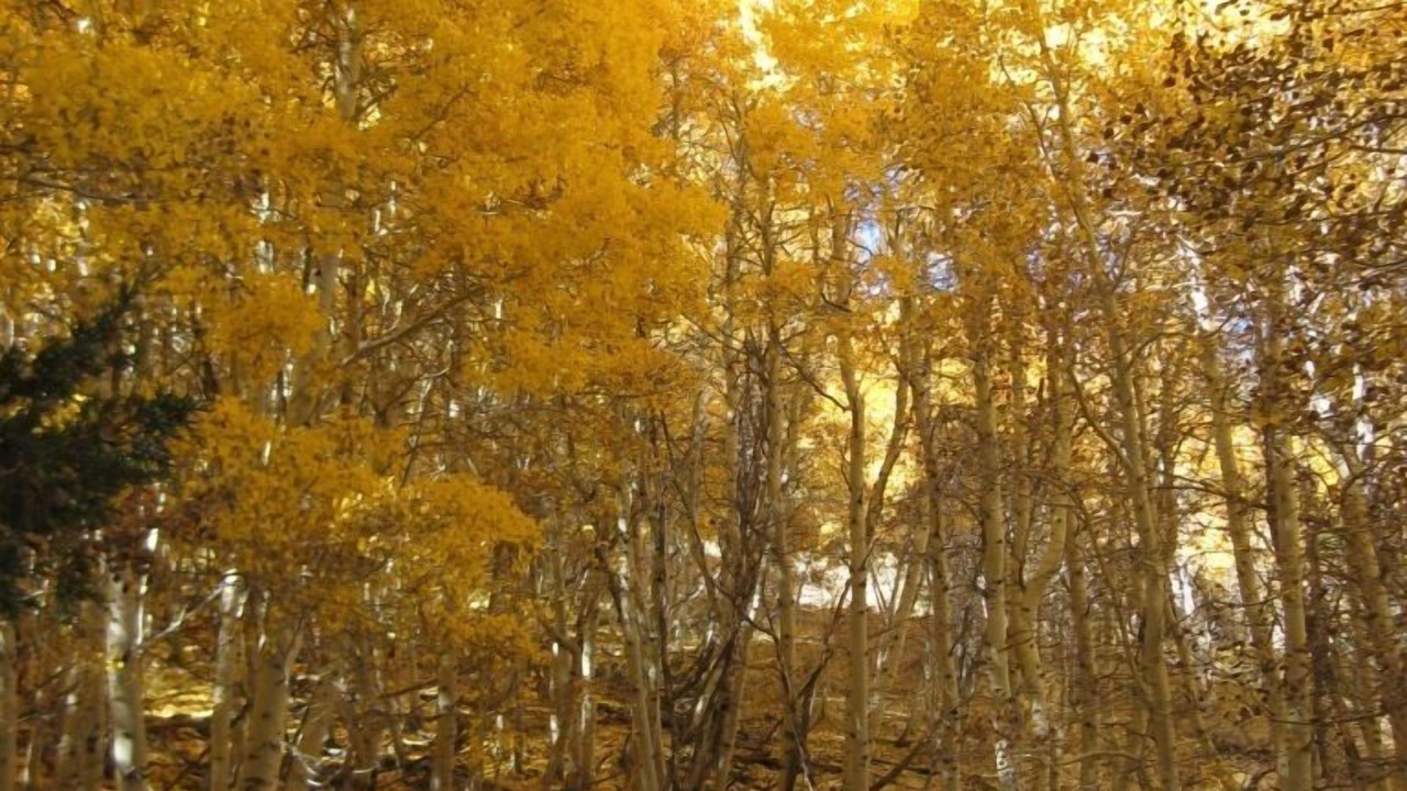 Photo of Outdoor in June Lake