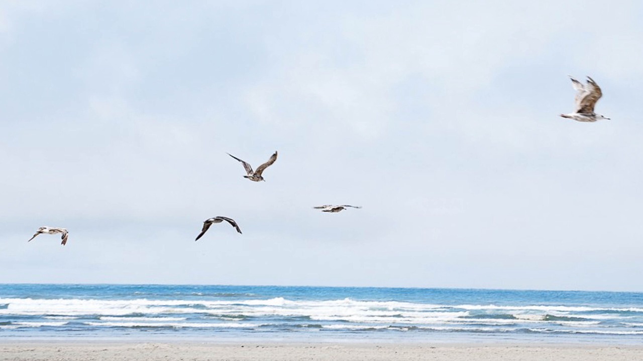 Photo of Others in Pacific Beach