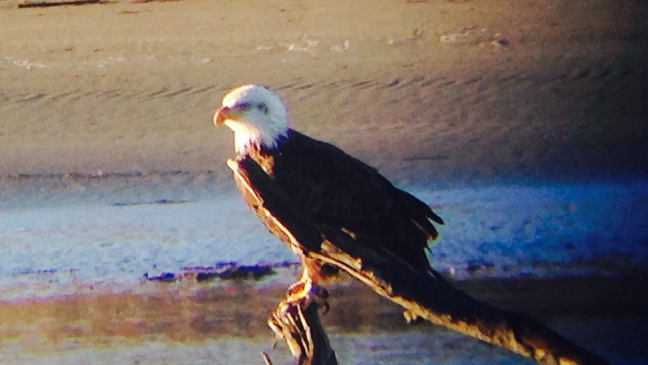 Photo of Others in Fort Bragg