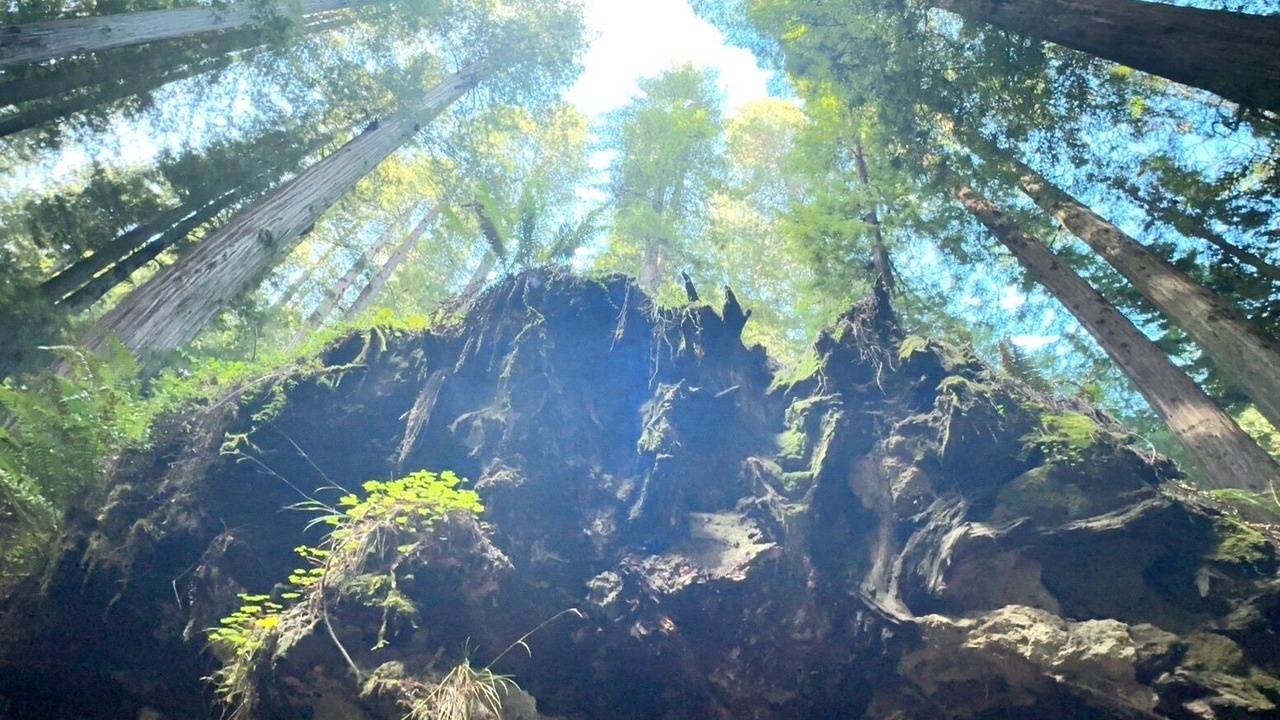 Photo of Others in Myers Flat