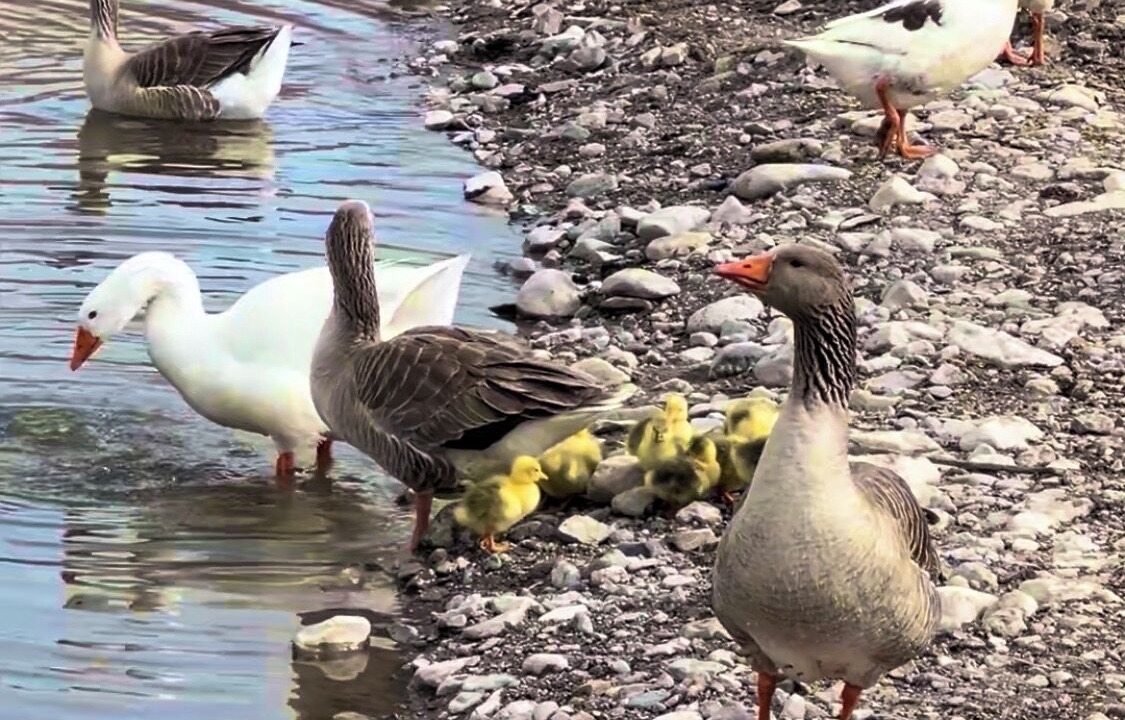 Photo of Others in Sevier