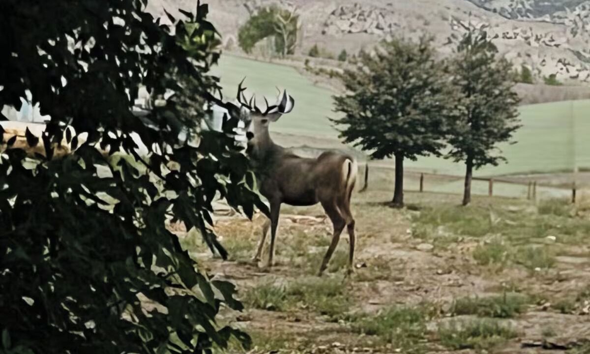 Photo of Others in Sevier
