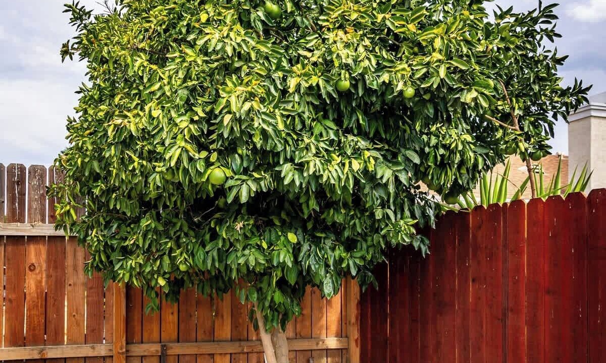 Photo of Outdoor in Perris