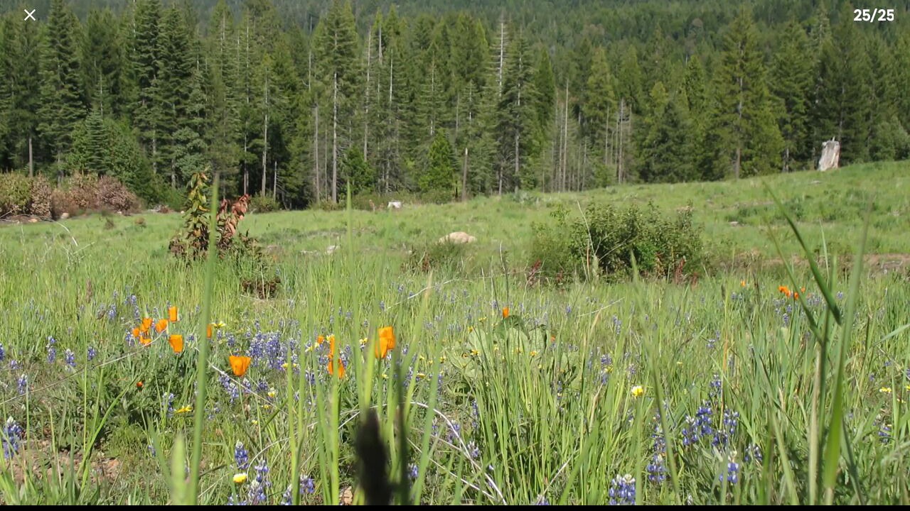 Photo of Others in Nevada City