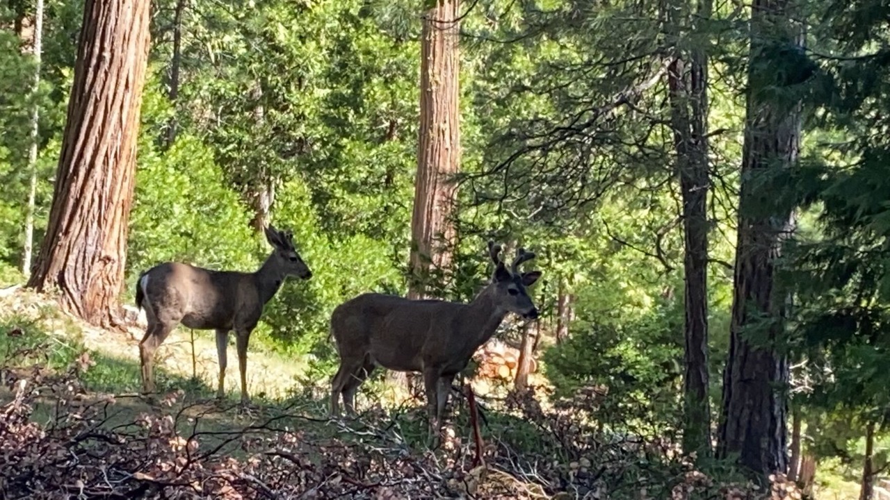 Photo of Outdoor in Arnold