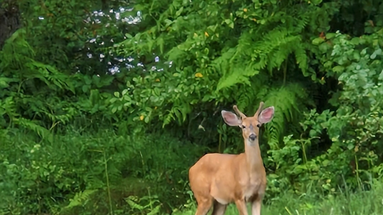 Photo of Others in Forks