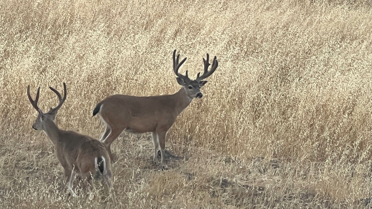 Photo of Others in Myers Flat