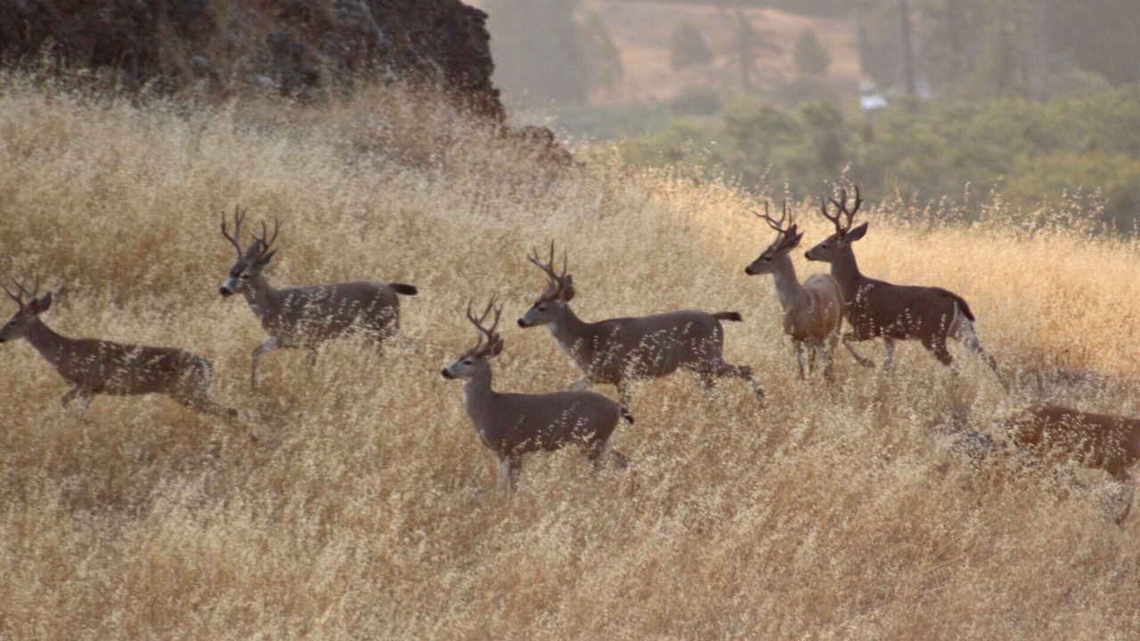 Photo of Others in Myers Flat