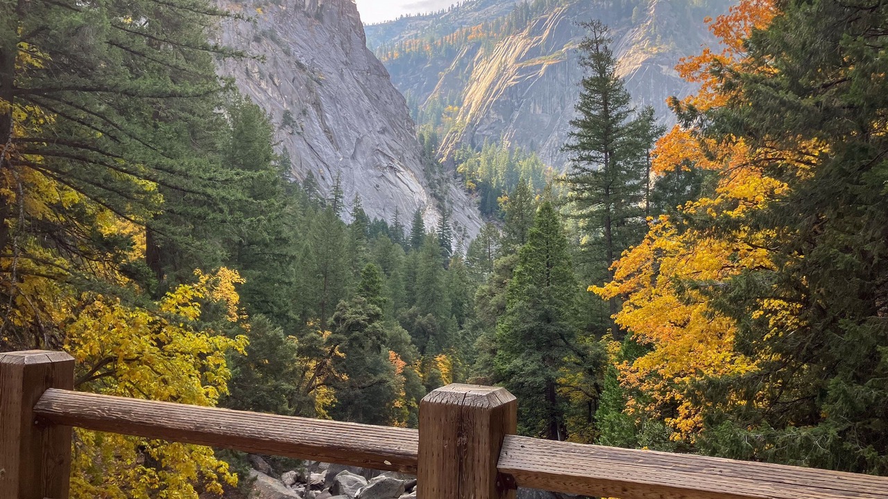 Photo of Others in Sugar Pine