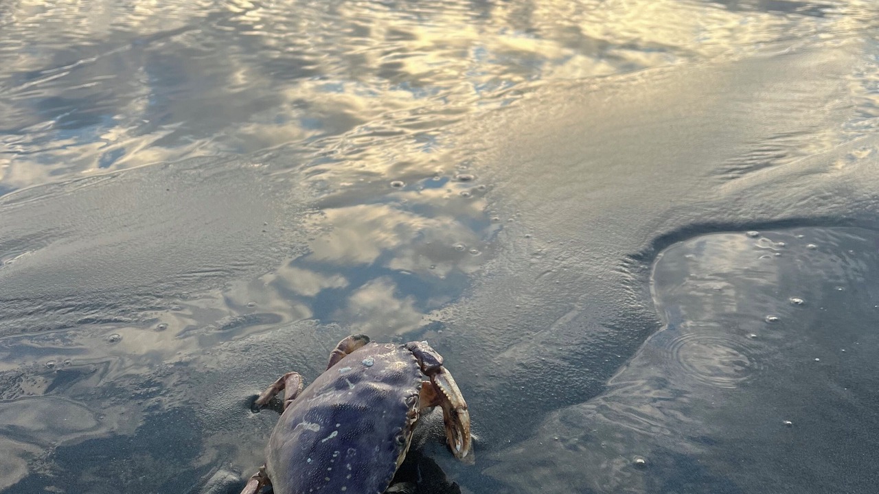 Photo of Others in Ocean Shores