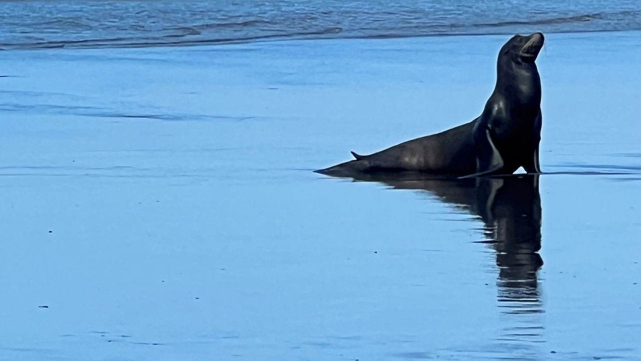 Photo of Others in Ocean Shores