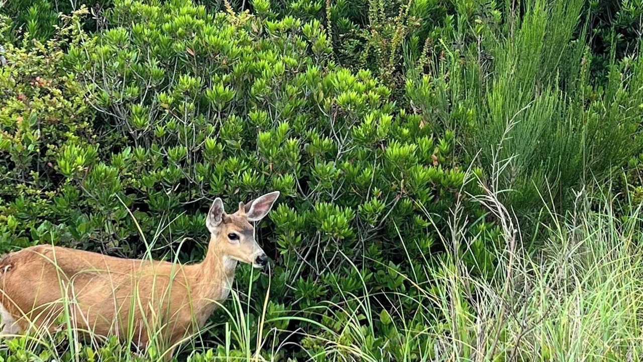 Photo of Others in Ocean Shores