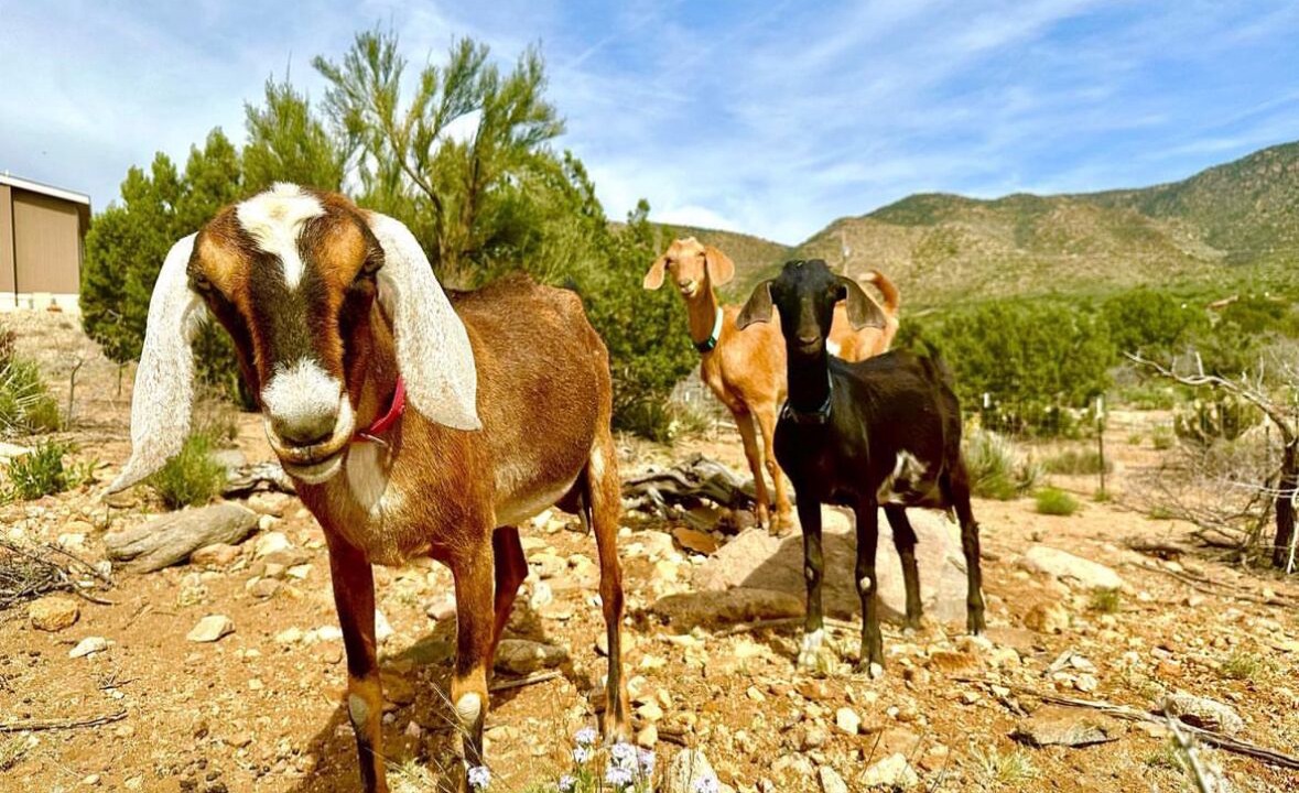 Photo of Others in Kingman