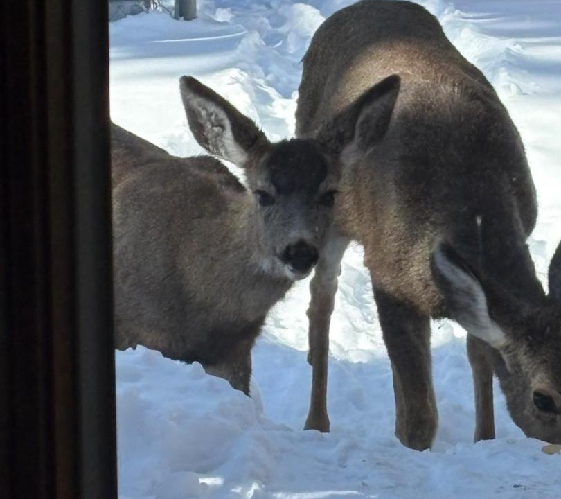 Photo of Others in Susanville